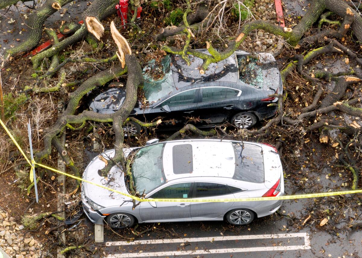 An aerial view of damaged cars sitting beneath a fallen tree.