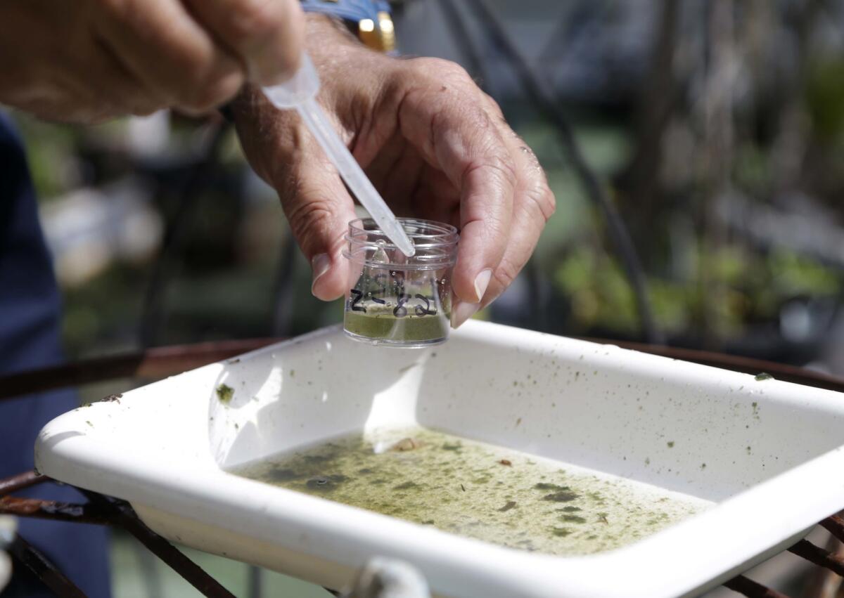 Evaristo Miqueli, a natural resources officer with Broward County Mosquito Control, takes water samples decanted from a watering jug, checking for the presence of mosquito larvae in Pembroke Pines, Fla., on June 28.