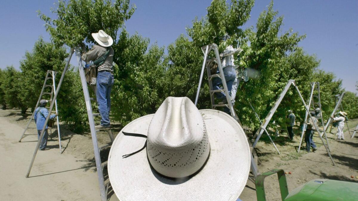 A foreman watches workers pick fruit in Arvin, Calif., in 2004.