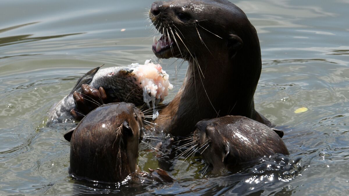 Meet the otters who raided a spa during a coronavirus shutdown, sparking  outrage - Los Angeles Times
