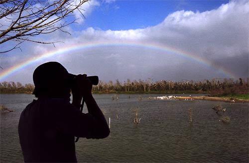 A rainbow forms over Clay Bottom Pond, a wildlife watering hole at the Smith Oaks Bird Sanctuary that once stored High Island's water supply. Aside from hosting various birds such as egrets, blue-winged teals and roseate spoonbills, the man-made pond is home to alligators and turtles.