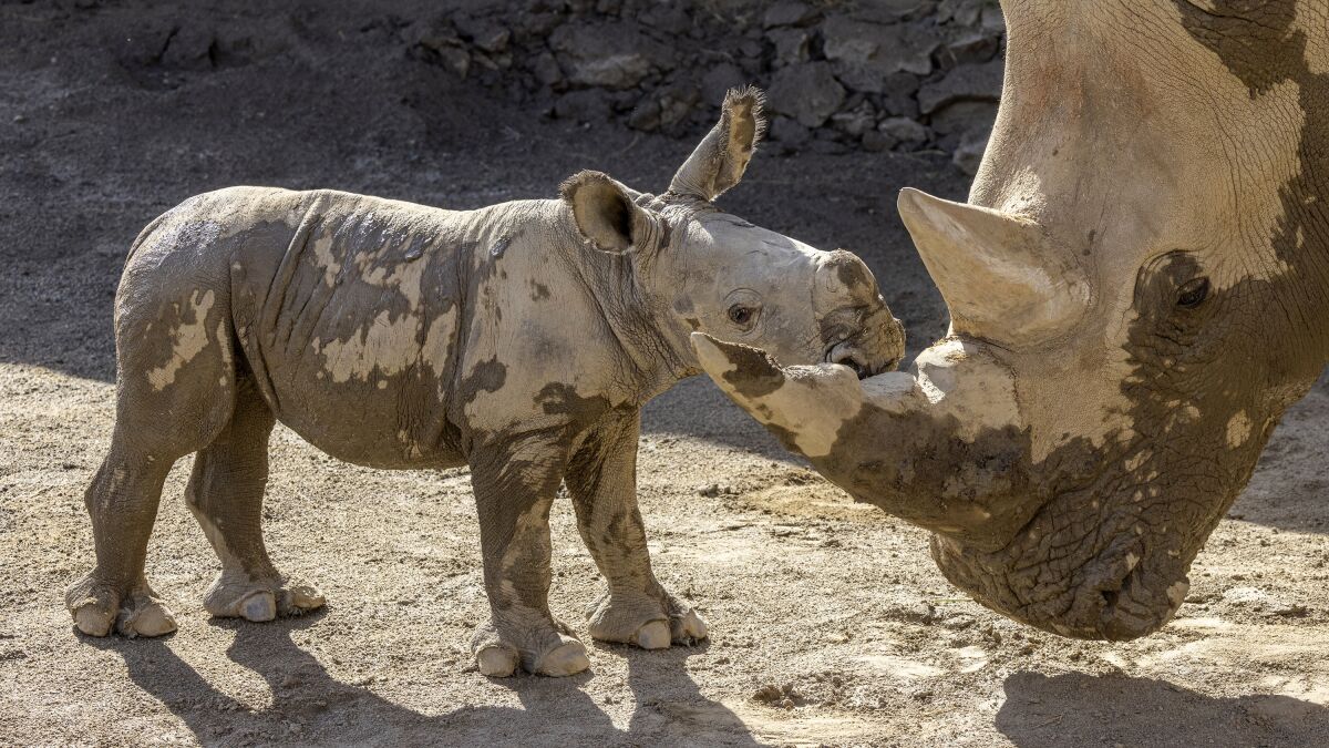 San Diego Zoo Safari Park announces birth of southern white rhino - The San  Diego Union-Tribune