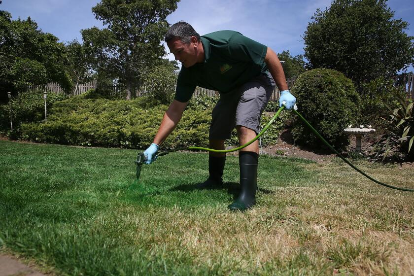 NOVATO, CA - MAY 29: Brown Lawns Green owner Bill Schaffer applys green paint to a brown lawn on May 29, 2015 in Novato, California. As the severe California drought continues to worsen, homeowners and businesses looking to conserve water are letting lawns go dormant and are having them painted to look green. The paint lasts eigh weeks on dormant lawns and will not wash off. (Photo by Justin Sullivan/Getty Images) ORG XMIT: 555206203