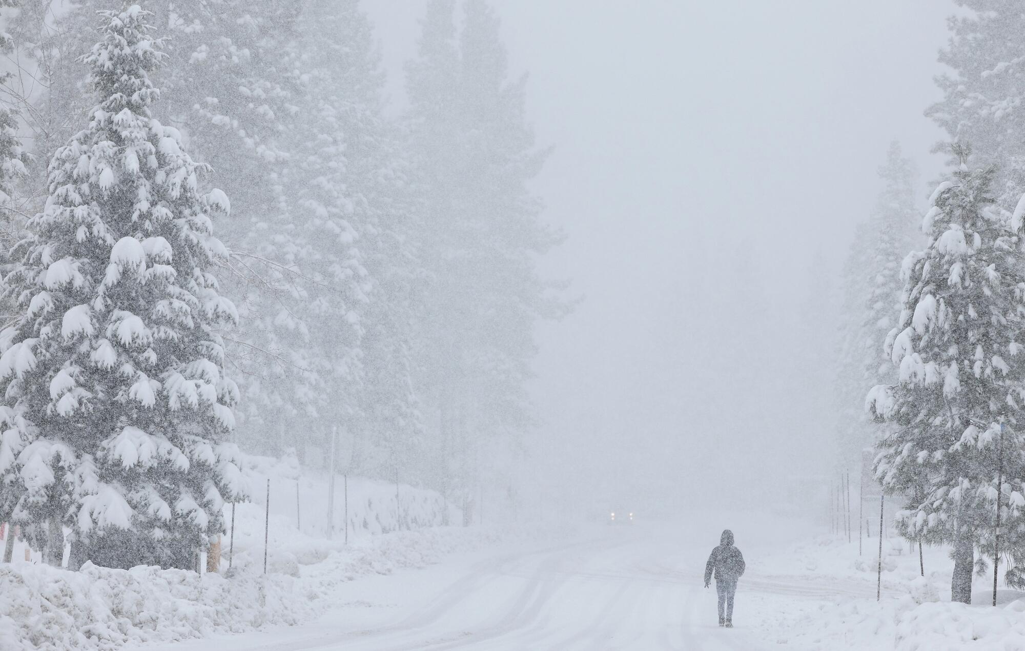 A person walks along a snow-covered path flanked by snow-covered pine trees as snow falls.