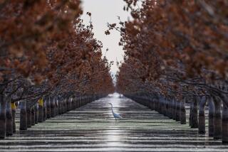 Corcoran, CA, Tuesday, July 18, 2023 - An egret visits a pistachio orchard that remains flooded months after the resurgence of Tulare Lake. (Robert Gauthier/Los Angeles Times)