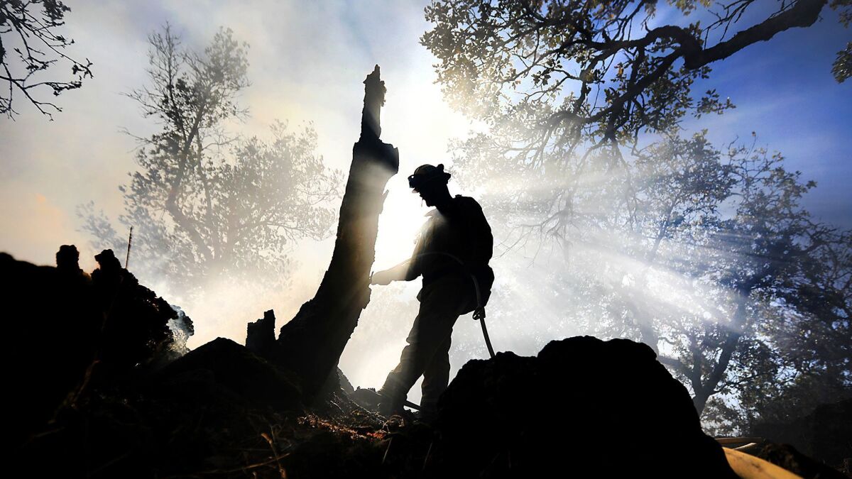 Cal Fire firefighter Owen Bradish douses hot spots around an oak tree snag near a brush fire in Santa Rosa, Calif., on Wednesday, Aug. 30, 2017.