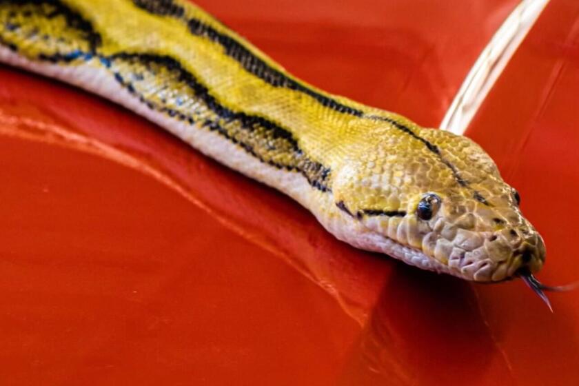 A python snake lays on a red surface