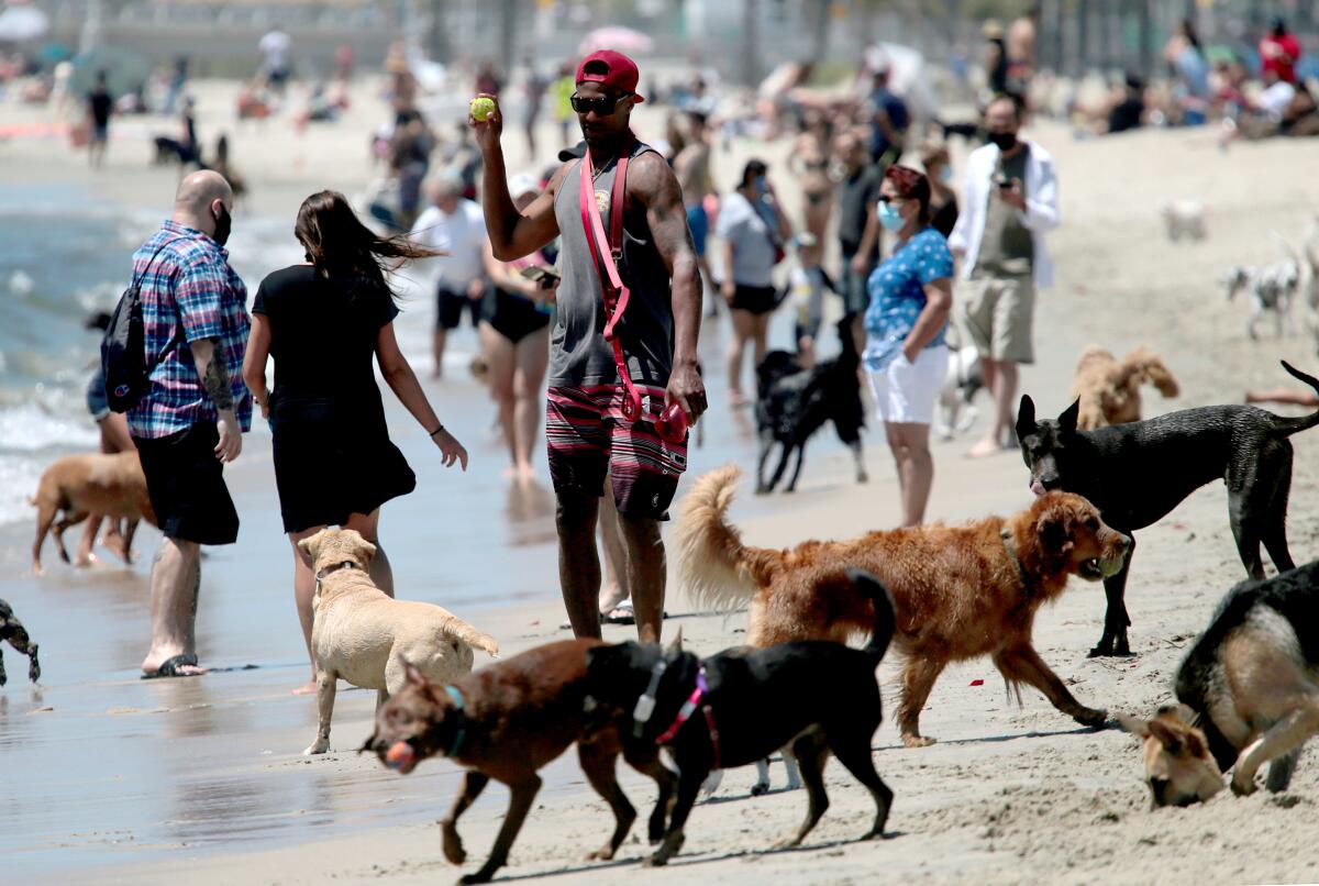 People and dogs crowd Rosie's Dog Beach in Long Beach.