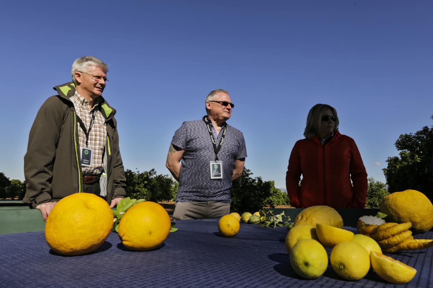 UC Riverside's citrus collection