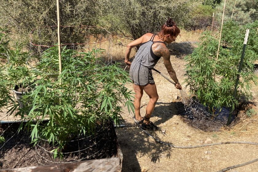 COVELO, CA - July 30, 2022 - Sabrina, a cannabis worker, water plants on an illicit grow in the hills around town on Saturday, July 30, 2022 in Covelo, CA. (Brian van der Brug / Los Angeles Times)