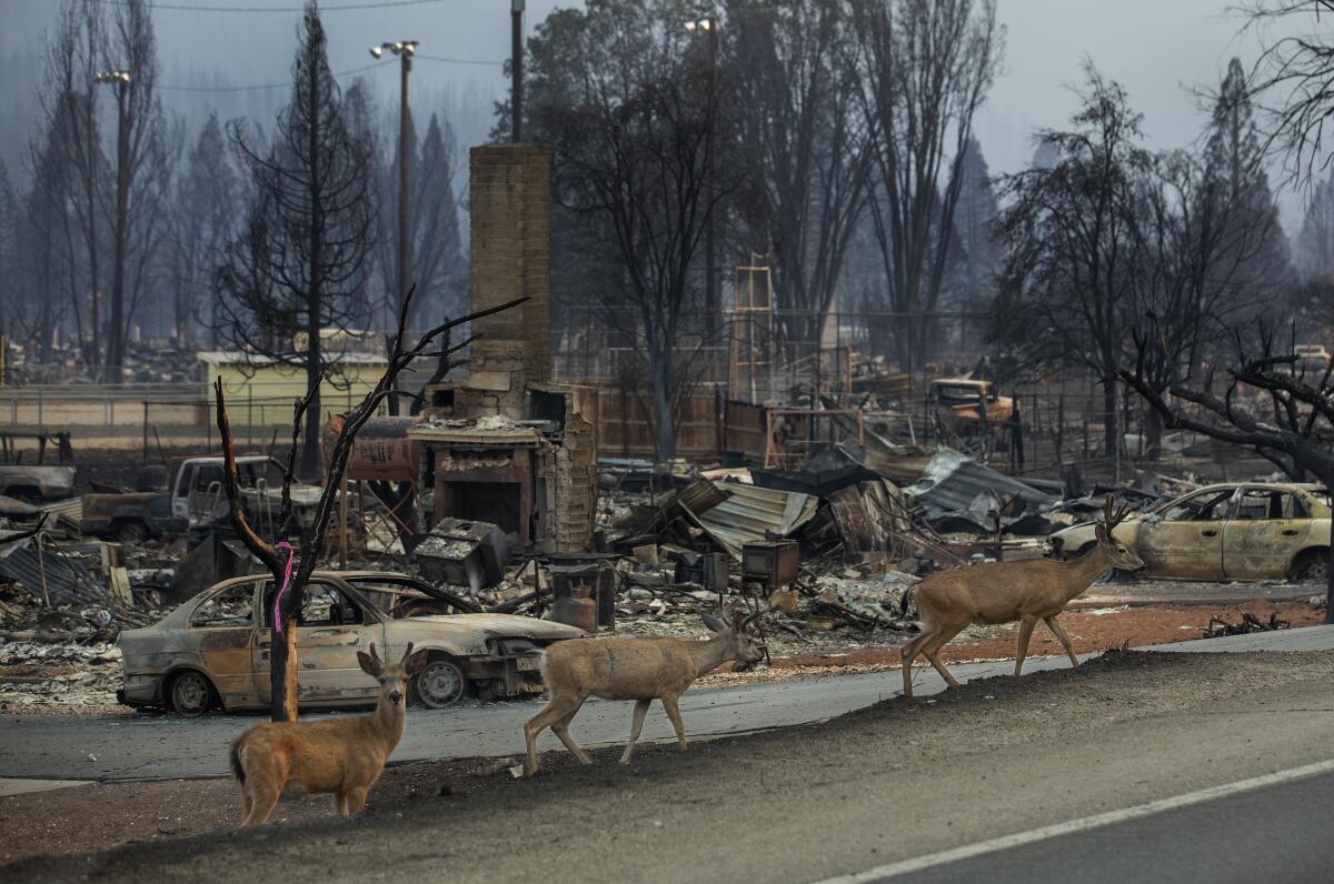 Deer search for food in charred remains of Greenville, Calif., after the Dixie fire