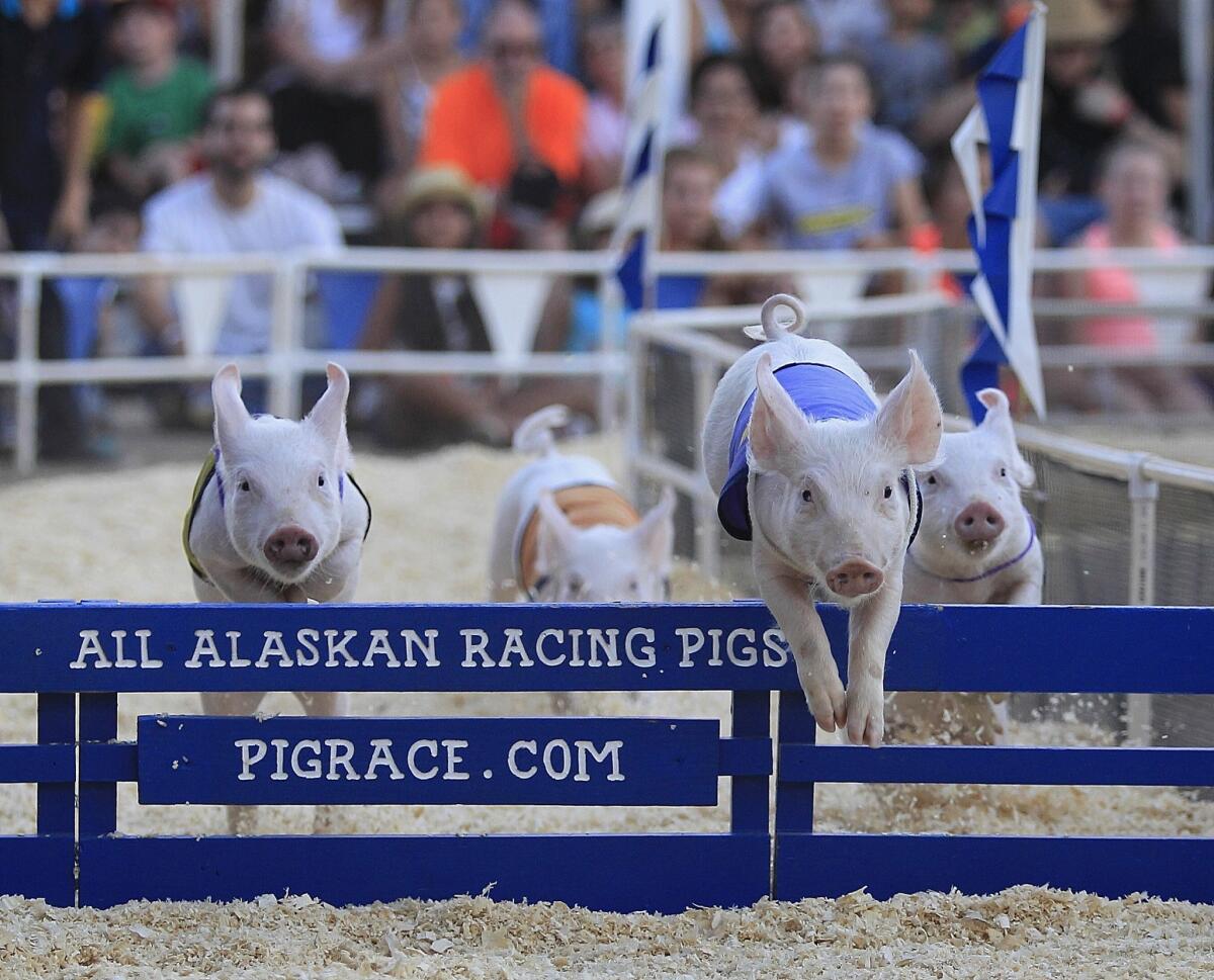Rides, a petting zoo and pig races are all part of the OC Fair fun.