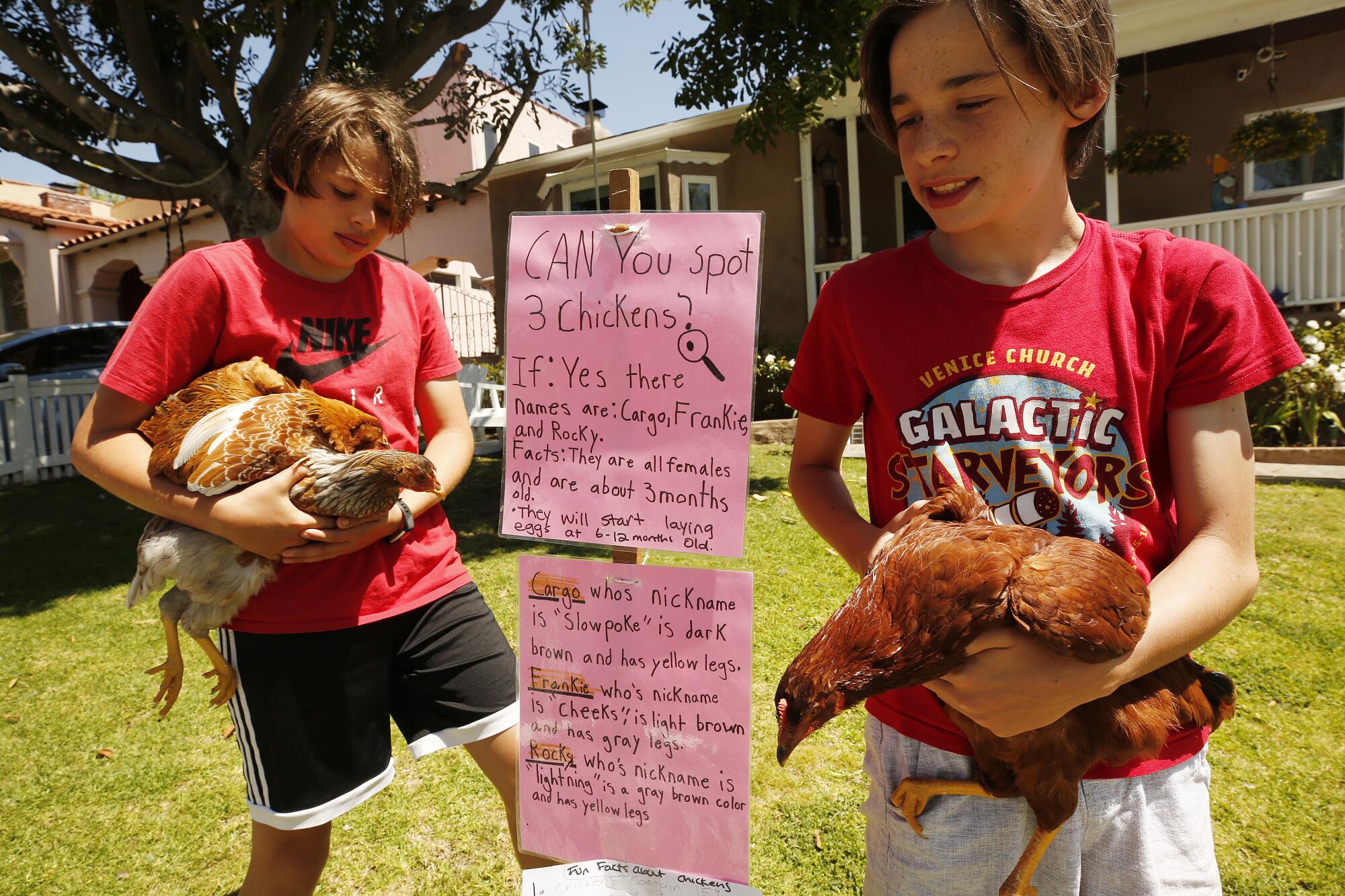 Eleven-year-old twins Canaan, left, and Caleb Rodriguez handle chickens as they visit with the Larsen family.