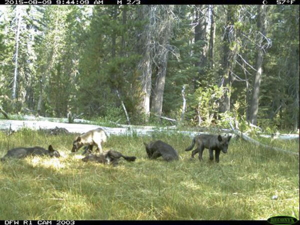Five gray wolf pups captured on a trail camera in Northern California in early August are members of the first established pack in the state in decades. (California Department of Fish and Wildlife)