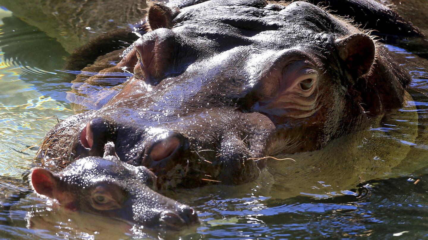 Baby hippo is a big surprise at the L.A. Zoo