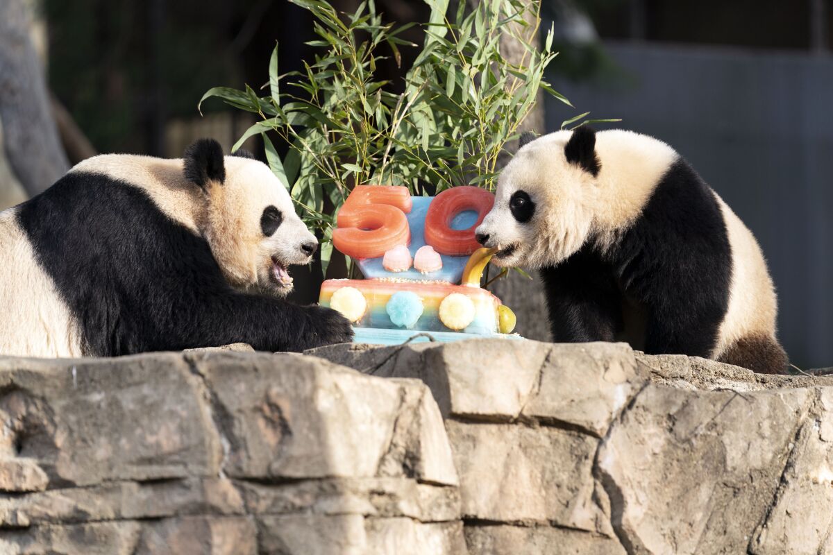 Giant pandas Mei Xiang, left and her cub Xiao Qi Ji eat a fruitsicle cake in celebration of the Smithsonian's National Zoo and Conservation Biology Institute, 50 years of achievement in the care, conservation, breeding and study of giant pandas at The Smithsonian's National Zoo in Washington, Saturday, April 16, 2022. (AP Photo/Jose Luis Magana)
