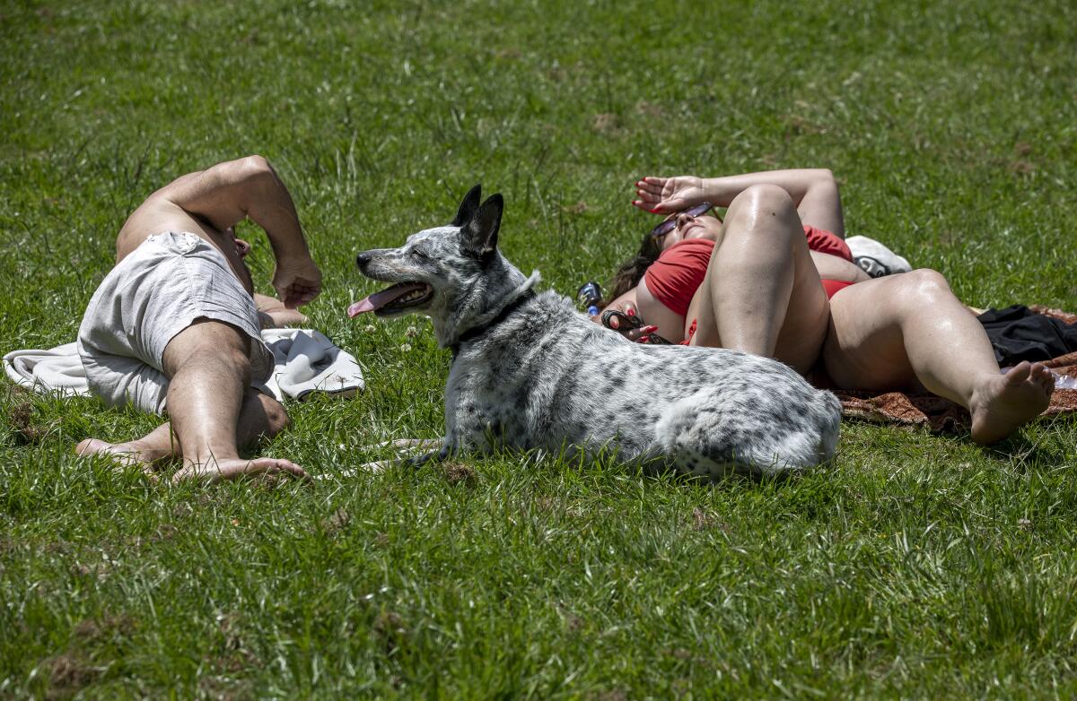 Two people lie on towels in the grass with a dog.