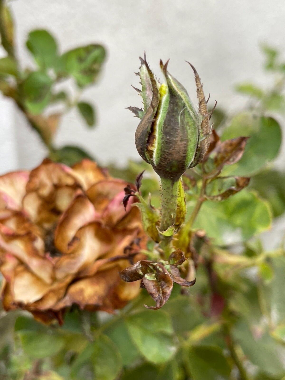 Chilly Pepper Roses Rose pests that are out of sight but not out of mind: leaf miners and ...