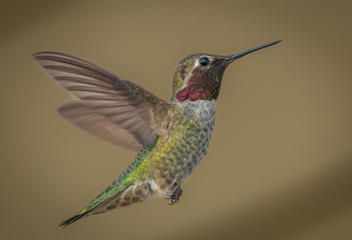 A male Anna's hummingbird.