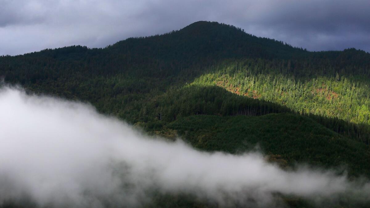 The Yurok tribe's carbon offset project encompasses 7,660 acres of Douglas-Fir and mixed hardwood forest near the Klamath River in Northern California.