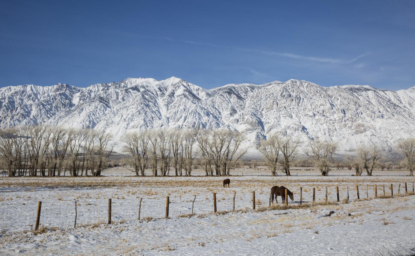 Mammoth snow