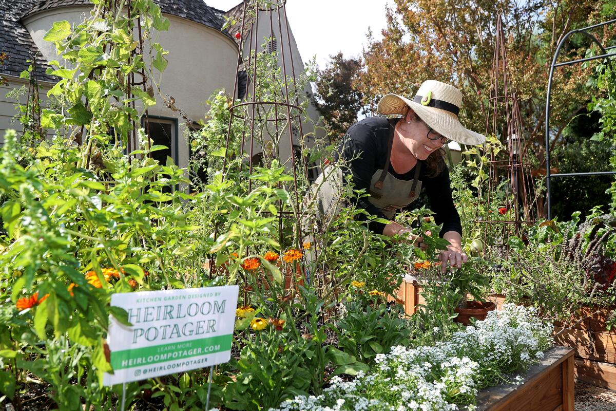 Culinary gardener Ashley Irene goes to work in her home garden Heirloom Potager on Wednesday in Santa Ana.