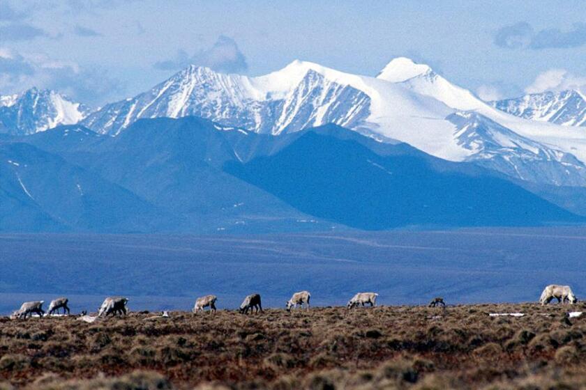 FILE - Caribou graze in the Arctic National Wildlife Refuge in Alaska, on June 1, 2001. In an aggressive move that angered Republicans, the Biden administration on Wednesday, Sept. 6, 2023, canceled seven oil and gas leases in Alaska's Arctic National Wildlife Refuge, overturning sales held in the Trump administration's waning days, and proposed stronger protections against oil drilling in 13 million acres of wilderness in the state's National Petroleum Reserve. (AP Photo/File)