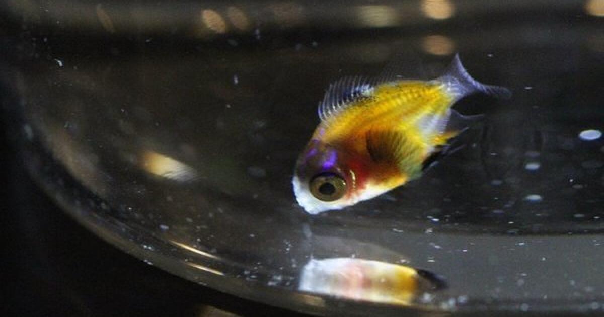 Aquarium boosts reproduction of California's state marine fish