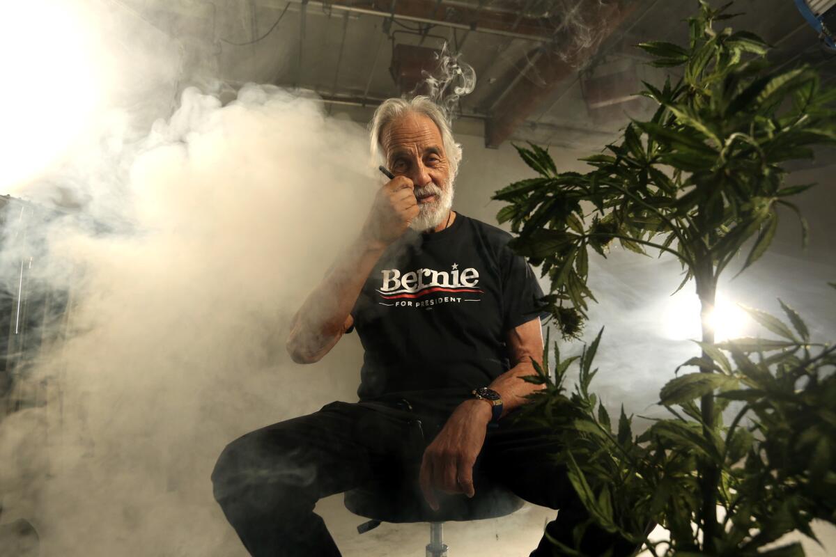 Comedian turned businessman Tommy Chong wears a Bernie for President shirt beside a fake marijuana plant while cutting a political ad for then-presidential candidate Bernie Sanders in Los Angeles in January.