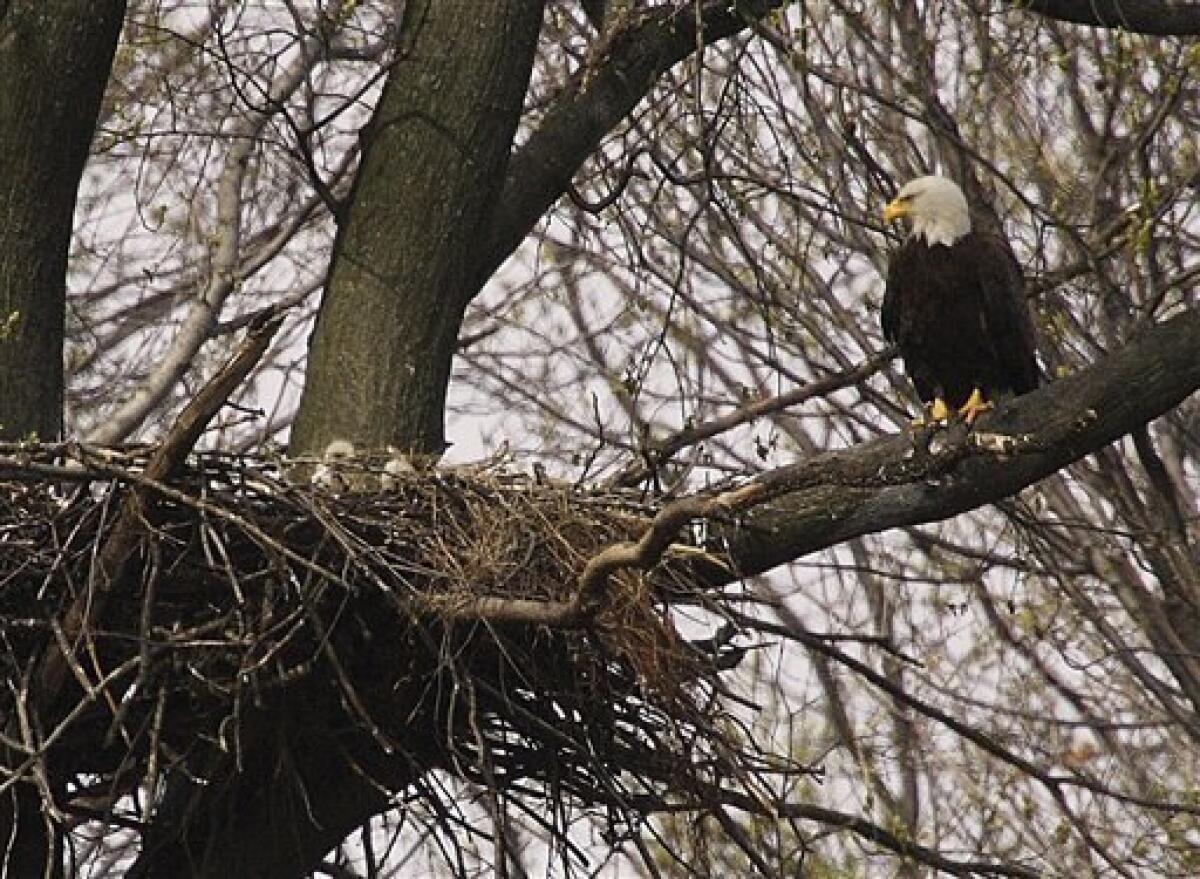 Spotted: Philadelphia eagles of the feathered kind - The San Diego