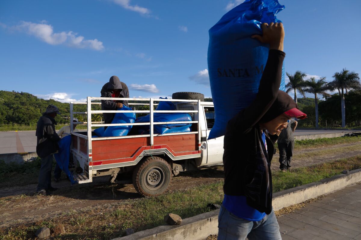 Farm workers deliver a harvest of coffee beans to the local facility where they will be dried and tested