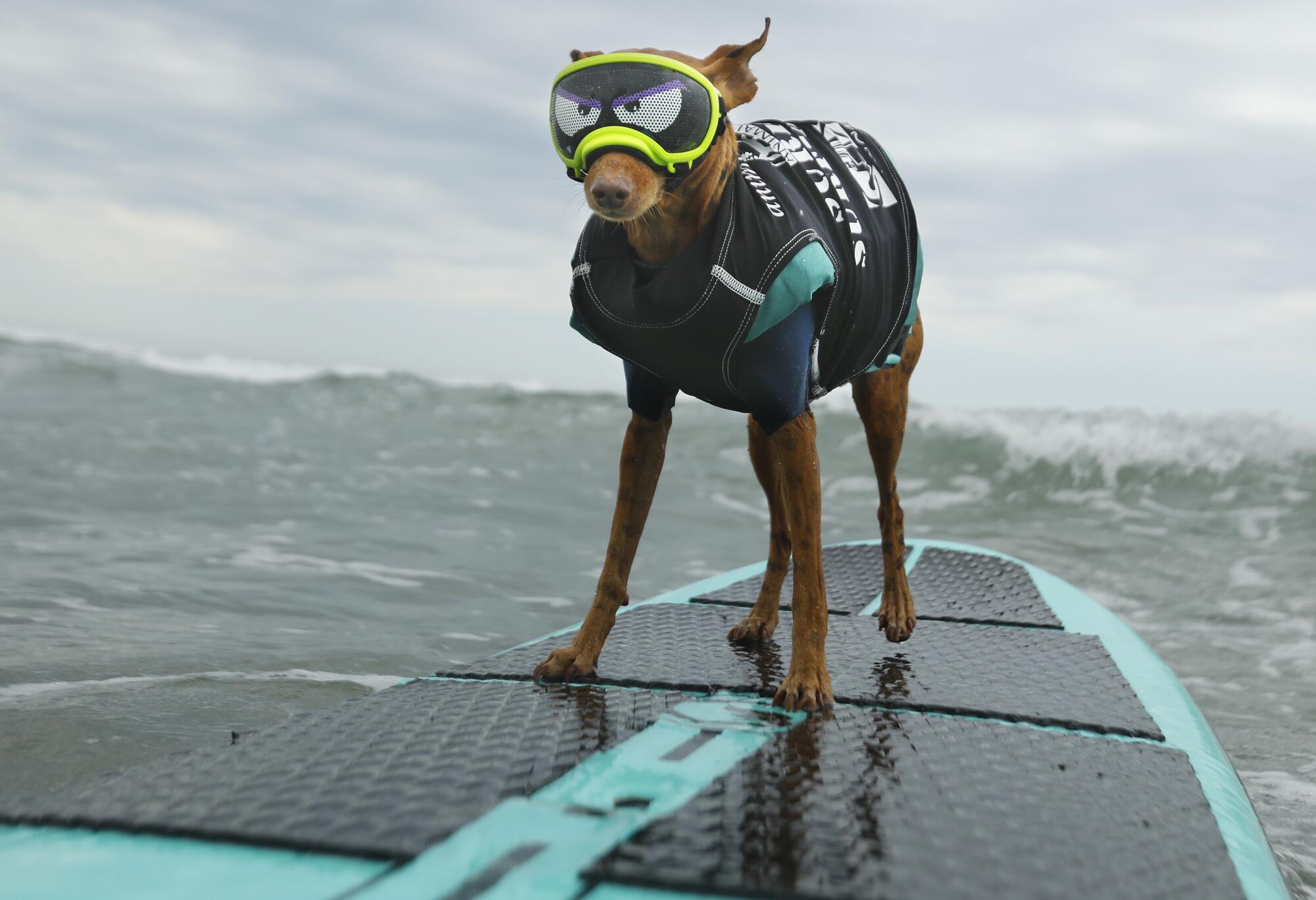 Rusty heads out to surf in the Surf Dog Surf-A-Thon in Del Mar.