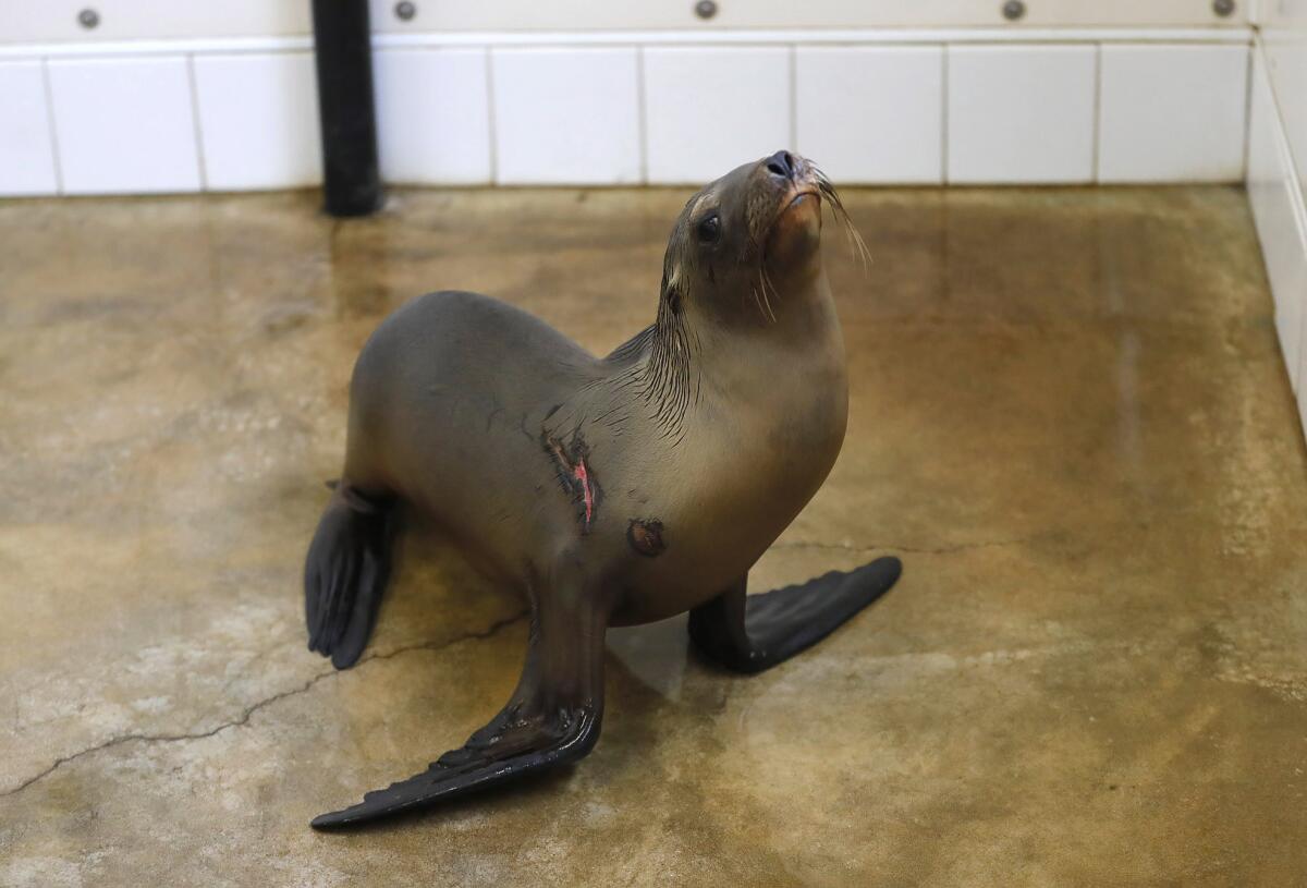A sea lion with an open wound walks around a recovery pen.