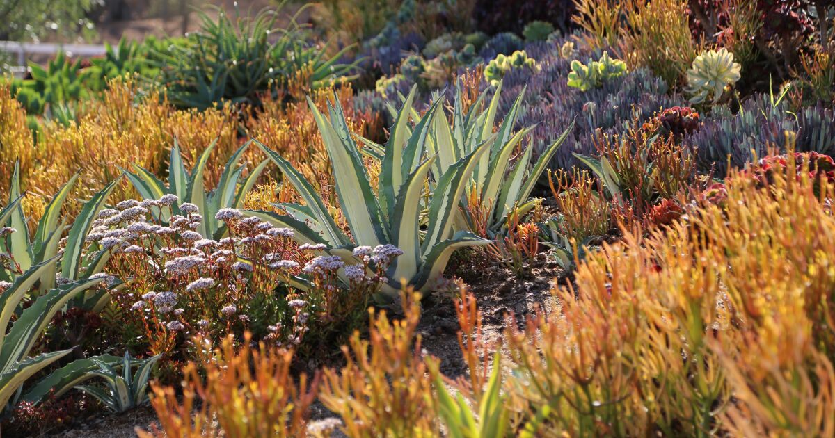 Succulent gardens: Tips for designing with drought-tolerant plants