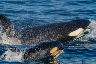A killer whale calf that is several months old swims with an adult killer whale in its pod during a hunting session.
