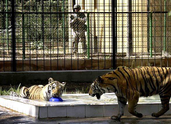 A U.S. Army soldier providing security looks on as a pair of rare Bengal tiger cubs -- donated by a North Carolina animal sanctuary despite protests by animal rights activists -- are shown to the media for the first time at the Baghdad Zoo in Iraq. The animals, which were donated by the Conservators' Center, arrived Monday after being flown to Baghdad from the United States in a $66,000 trip funded by the U.S. Embassy and transported to the zoo by the U.S. military.