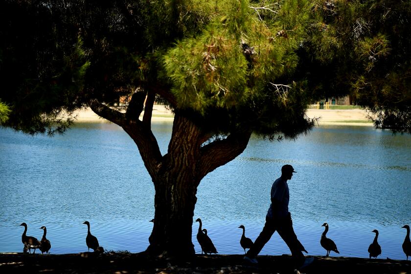 A man goes for a walk at Apollo Community Regional Park during a hot day in Lancaster Tuesday. 