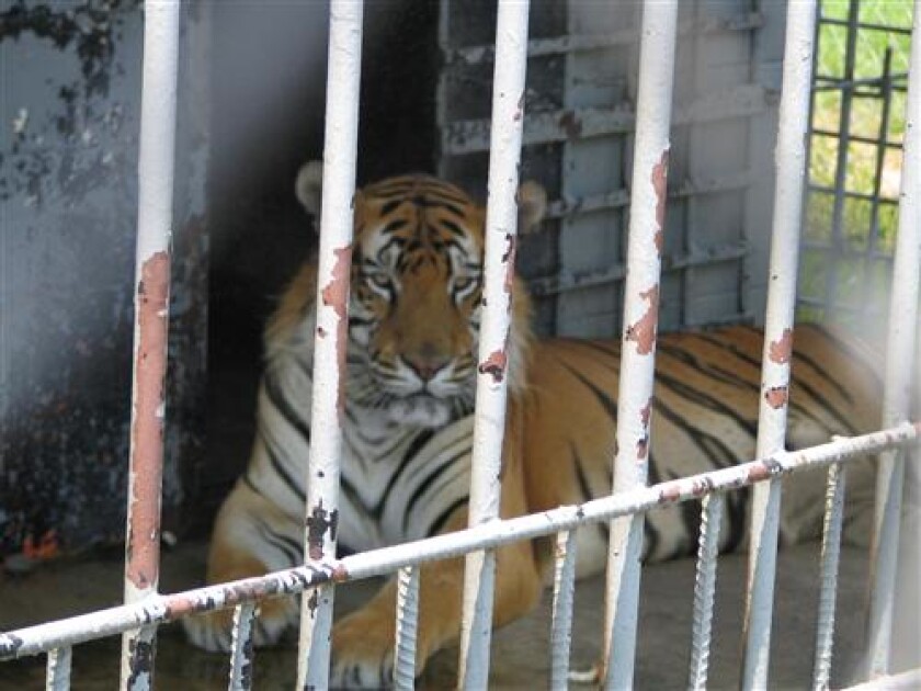 Tiger King Inspires Celebrity Big Cat Petition To Congress Los