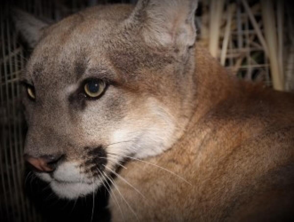 A mountain lion that sort of looks like my sister's dog