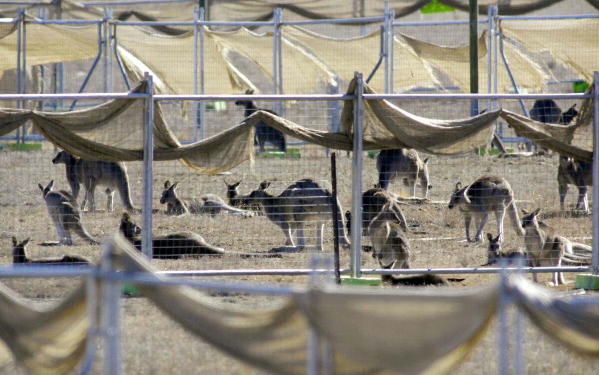 In this May 20, 2008, file photo, kangaroos are corralled in a pen before they are culled at a abandoned Department of Defense property near Canberra, Australia.