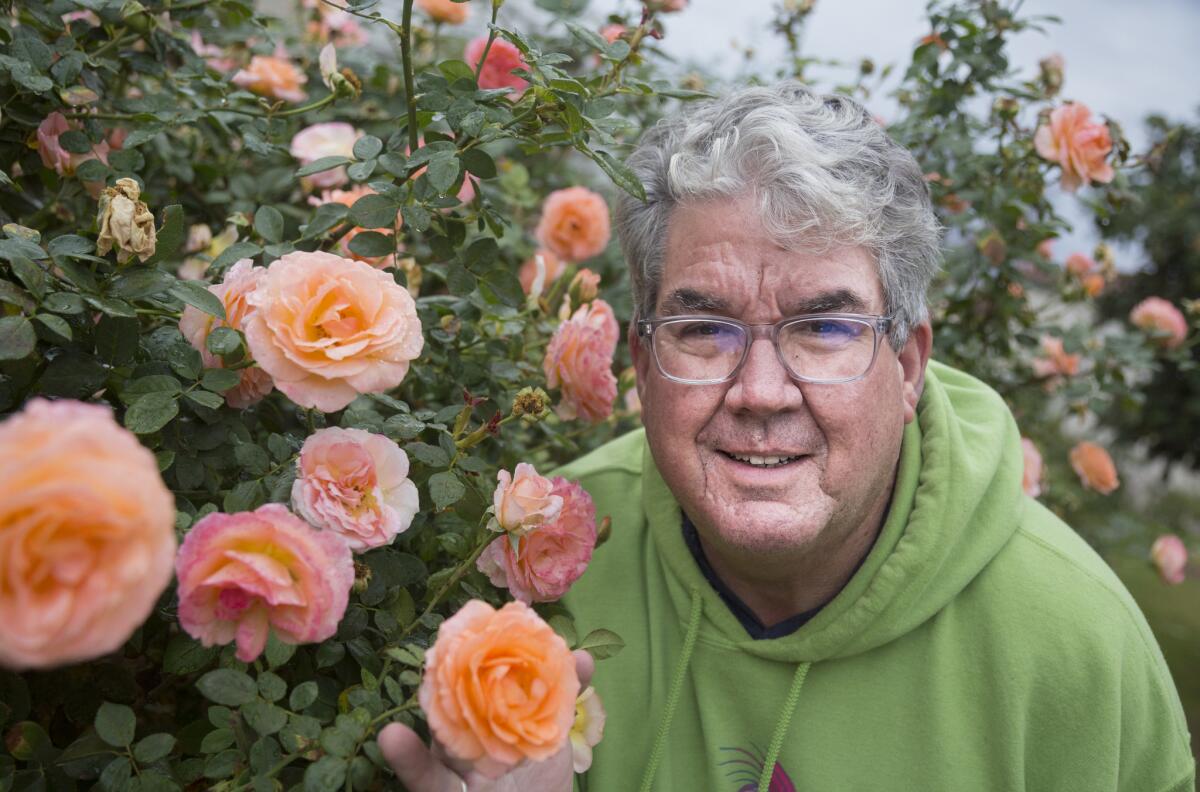 Tom Carruth, here with Jump For Joy roses, is the rose curator at the Huntington Library, Art Collections and Botanical Gardens. California's long-running drought has led him to rethink his gardening practices.