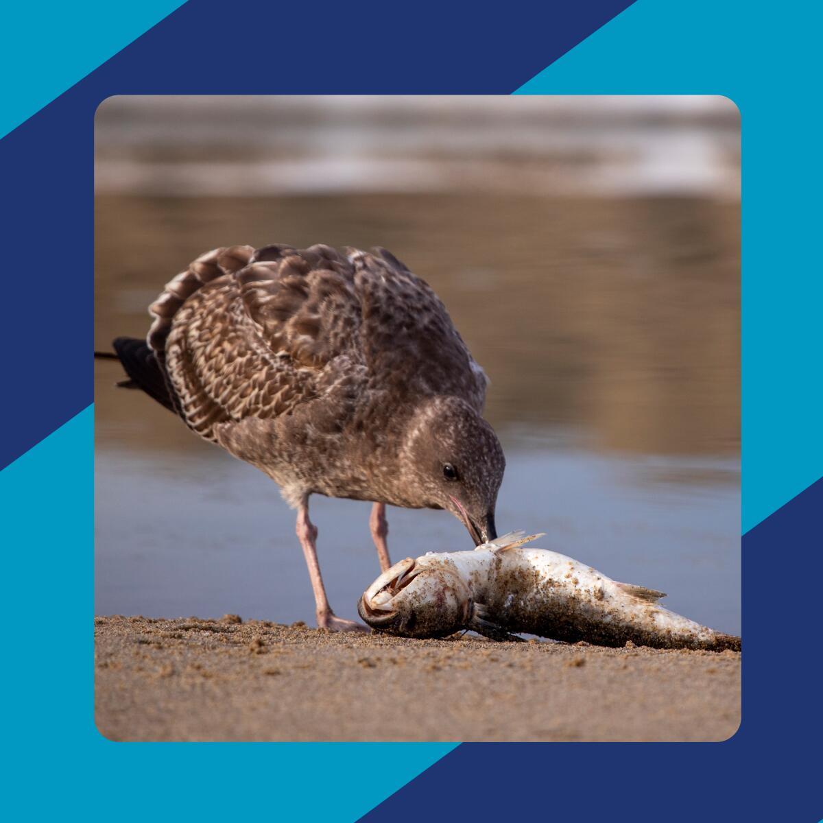 A bird pecks at a dead fish on sand.