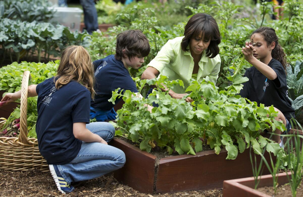 First Lady Michelle Obama joins schoolchildren in the White House kitchen garden.