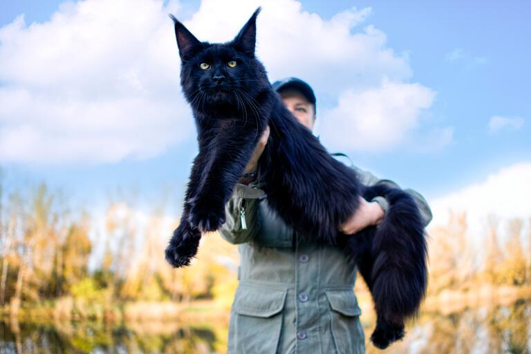 Largest Domestic Cat Breeds You Can Own as Pets - Los Angeles Times