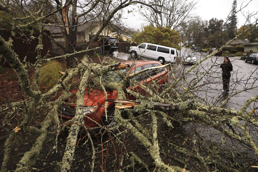 Amber Balog surveys the damage to a friend's vehicle, Tuesday, March 21, 2023, after a saturated and wind-blown limb fell on Monte Verde Drive in Santa Rosa, Calif. No one was injured. Another in the long line of winter and spring storms slammed California on Tuesday. (Kent Porter/The Press Democrat via AP)