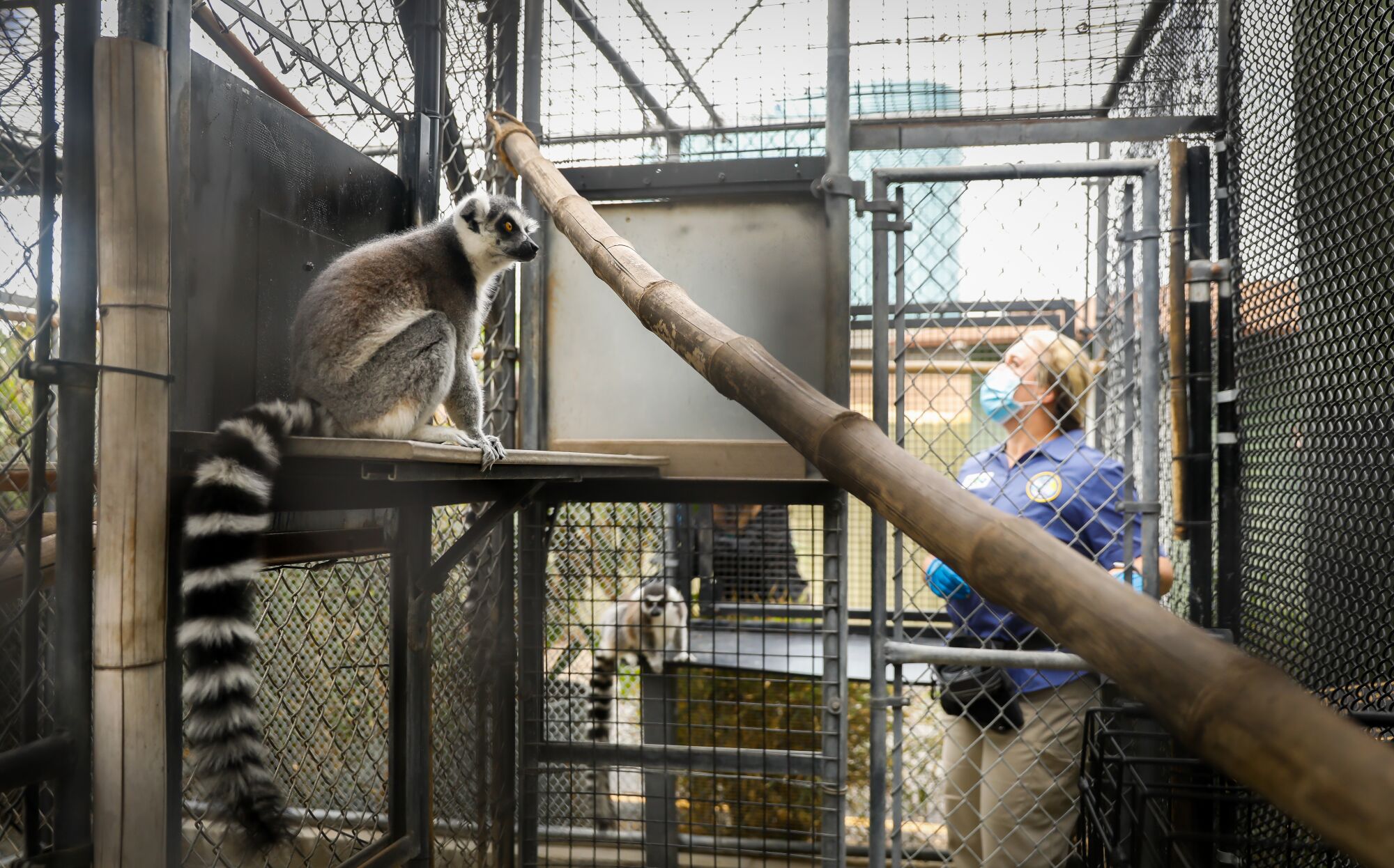 Zoo keeper Paige Siegel checks on Ashley, a ring-tailed lemur, at the Santa Ana Zoo.