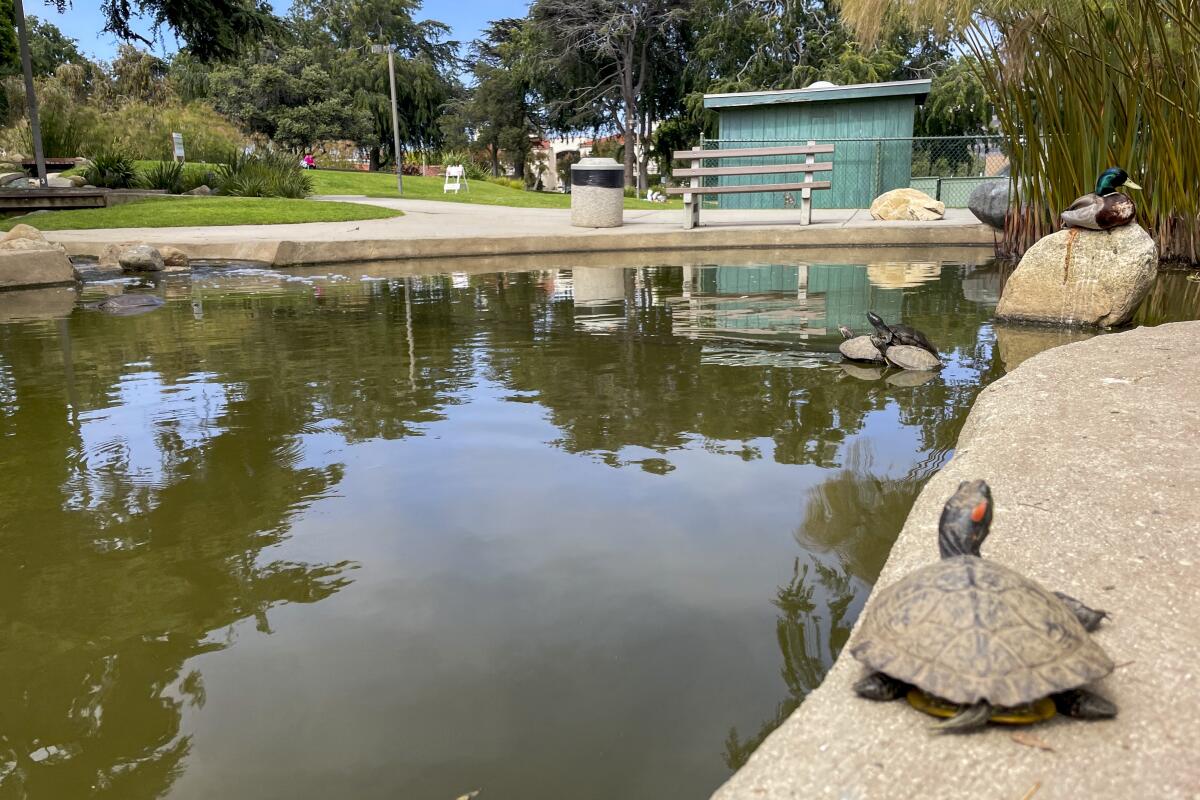 A turtle sits on a rock in a pond at Douglas Park. 