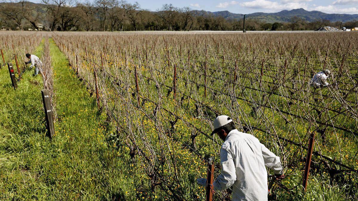 Workers prune grapevines at the Napa Valley vineyard of Silverado Farming.