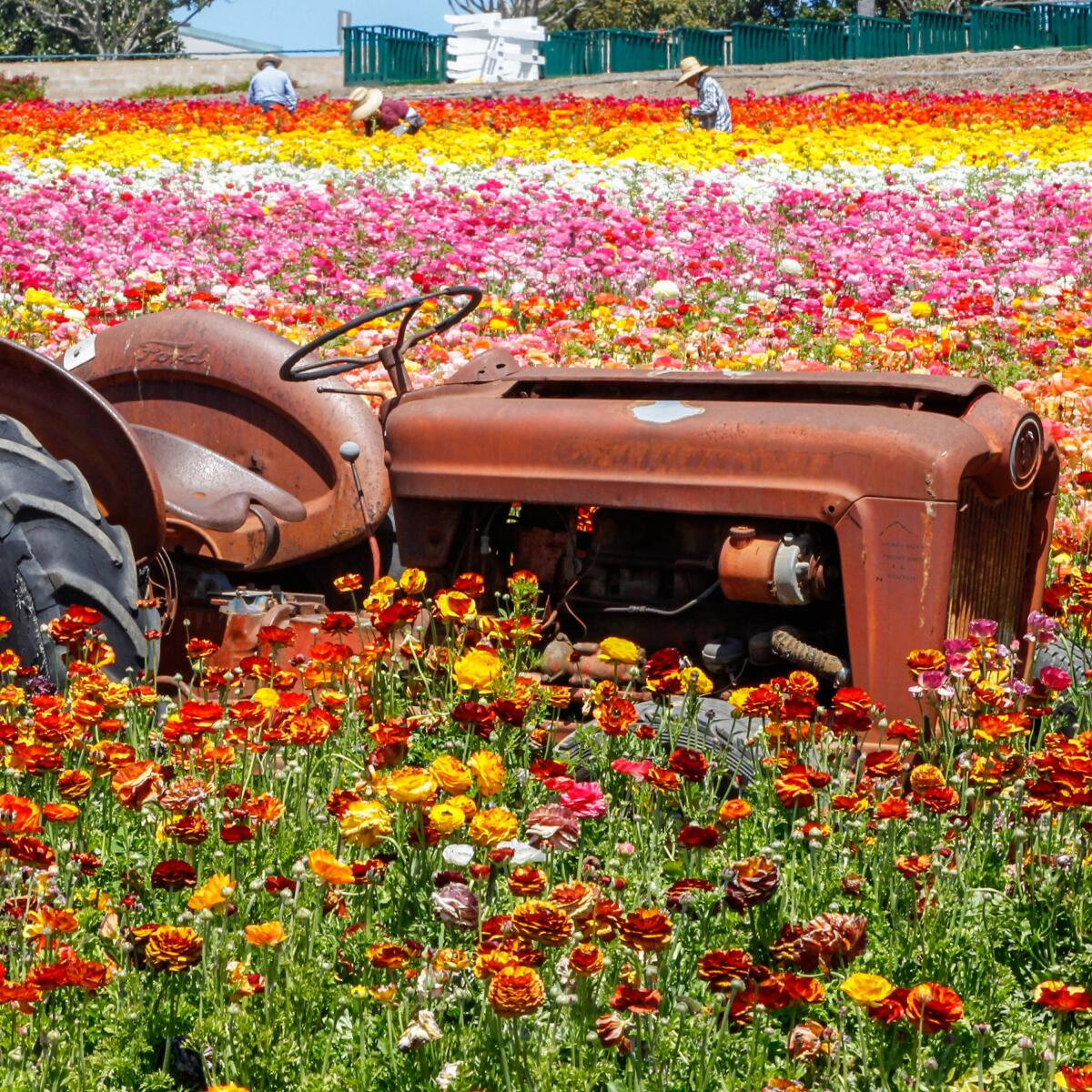 A tractor sits in a field of flowers