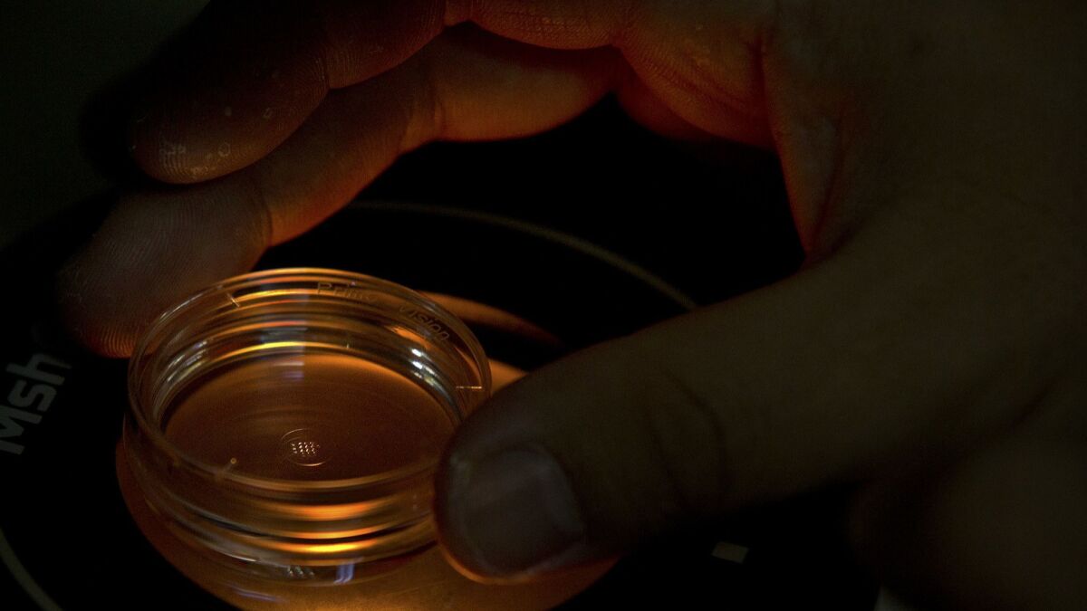 An embryologist adjusts a microplate containing embryos that have been injected with gene-editing proteins and RNA.